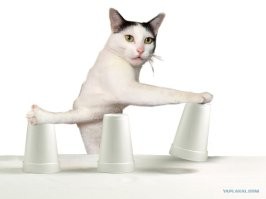 «Куда убежал?»: невнимательный котик показал, почему не стоит играть с едой