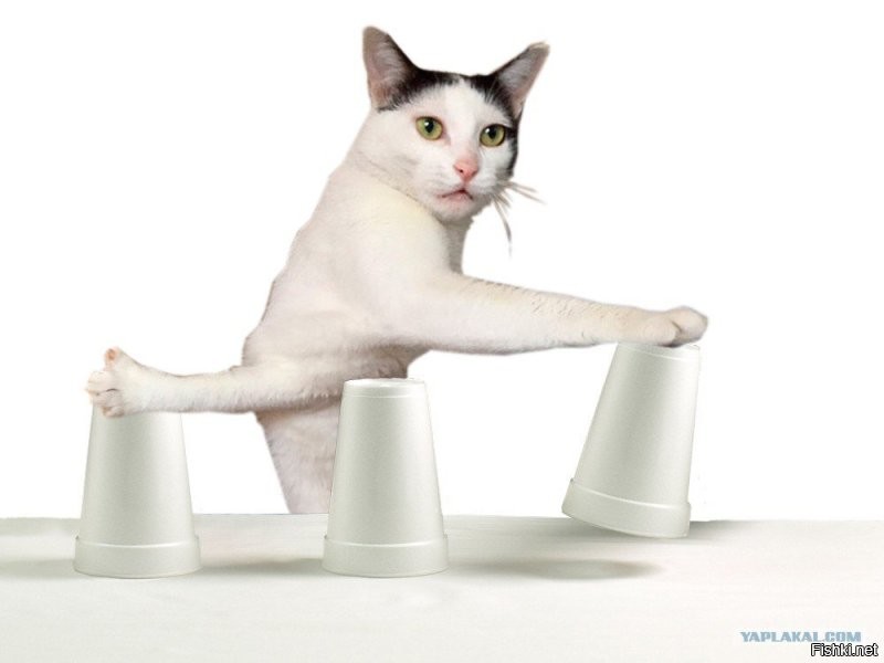 «Куда убежал?»: невнимательный котик показал, почему не стоит играть с едой