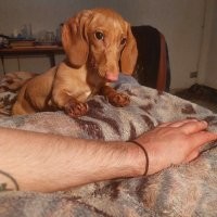 Такса? Спрятался, не пойму.
У самого такой