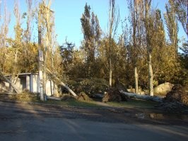 Кроме того, у него слабая поверхностная корневая: при достаточно сильном ветре просто выворачивает из земли с корнями.