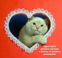 30 раз, когда коты до слёз рассмешили своих хозяев