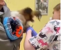 Ничёсе папильон  пасть разинул.