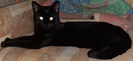 единственный кот, которого я видел, который смотрит в зеркало, и!
 - не отворачивается;
 - не пытается найти кота за зеркалом;
 - не кидается на него;
а смотрит на своё отражение, периодически слегка поворачивая голову.
любуется собой? что-то ещё? без понятия...