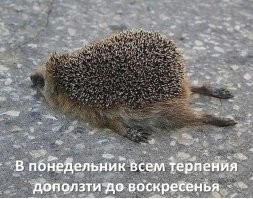Я так понимаю, что фапают на выходные и типо трудно работать только лодыри и туеядцы, у которых все Путин все украл?