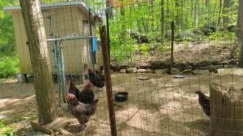 У меня курятник (полностью построенный мной) в 30 метрах от дома, час назад сбегал, накормил, три яйца принес. Фото снял прямо сейчас.
Раз в пару недель курятник действительно надо чистить, и тогда белая сорочка будет неуместна. А так зайти и покормить их, открыть дверцу чтобы погуляли, забрать яйца можно абсолютно в любой одежде.