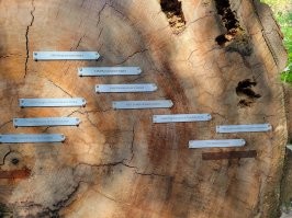И откуда взялось это "обычно"? Да, секвойи умеют выстоять пожар когда все вокруг выгорает. Но когда я был в парке Хумбольдtа, я таких полых внутри деревьев просто не видел (кроме одного где специально прорубили через дерево дорогу по которой автомобиль может проехать). Понятно, что такие полые встречаются, но далеко не часто и ни в коем случае не "обычно".
А так в США иногда называют секвойями только одну из двух основных разновидностей дерева, они потолще и пониже, расположены на востоке Калифорнии, близко к горам. Другую разновидность все называют только "красное дерево" - redwood, и они растут на северо-западе штата. 
Деревья производят исключительное впечатление! Они похожи на сосны, только гораздо выше и кора красного цвета. Мы жили на улице с названием "Авеню Гигантов" - название точно отражало то что мы видели вокруг. 
Живут они более тысячи лет, вот пример одного из деревьев - какому времени соответствую кольца.
Более сотни лет назад их массово вырубали, но потом местные энтузиасты пригласили Рокфеллера, тот очень впечатлился, не только сам вложил в защиту красных деревьев многие миллионы, но и использовал все свое влияние чтобы защитить их - с той поры они под серьезной охраной и страны, и штата. А так их могли бы и вырубить...