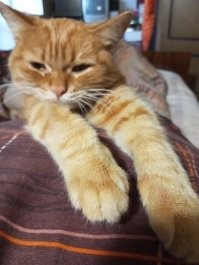 А моя рыжая бестия, если что-то выпросит, то нужно положить на край стола - типа он стыбзил!