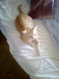 мой такой же спить целыми днями