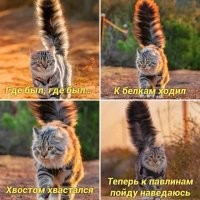 Кот с шикарным хвостом