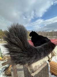 Ноги,
Крылья,
Главное 
Хвост!