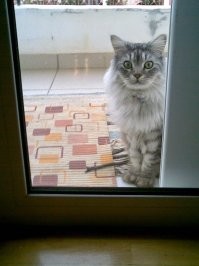 Нашего попробуй не пусти, он такой концерт закатит, весь дом на ушах будет.