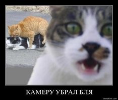 "Стучать" на нарушения ПДД становится прибыльным занятием