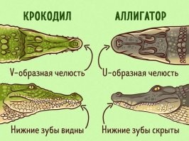 Анатомически Гена всё же аллигатор.