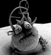 Эндрю Кросс – создатель жизни, повторивший опыты богов