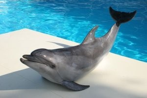 Какой идиот спроектировал данный бассейн?! Узкий поребрик и вода выше уровня пола! Да второй по популярности трюк (после прыжков) - это прогиб на краю бассейна! Край чуть под уклоном и по мокрому кафелю дельфин либо сам скатывается в воду, либо тренер слегка подталкивает.
З.Ы. ни разу вживую не был в дельфинарии, как и в зоопарке, ибо угнетает. Зато в детстве посмотрел все серии "Флиппера", ну и документалки про животных люблю.