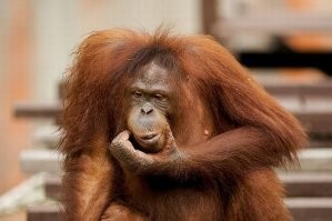 Без 100 грамм не разобраться.