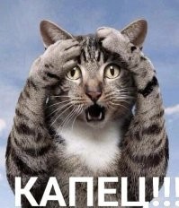Кошка увидела, как её хозяин гладит другую