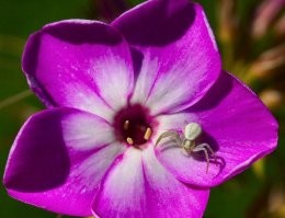 Много их фотографировал...  Кликабельно...