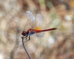 А я красная нашел: