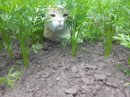 Котики-следопыты