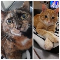 Не сибирские конечно, но тоже тяжёлые и тёплые. Рыжий и трехцветка