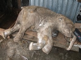 35 исторических снимков для тех, кто хочет всё знать