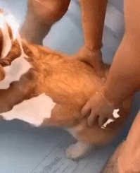 Дайте вы уже ей пёрнуть, она и всплывать перестанет.