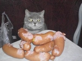 30 уморительных котов, которых поймали на преступлениях