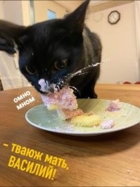 30 уморительных котов, которых поймали на преступлениях