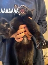 30 уморительных котов, которых поймали на преступлениях