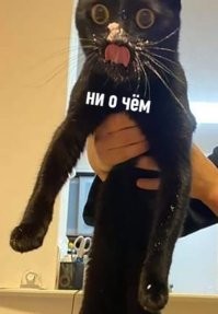 30 уморительных котов, которых поймали на преступлениях