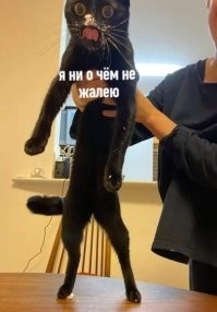 30 уморительных котов, которых поймали на преступлениях
