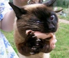 30 уморительных котов, которых поймали на преступлениях