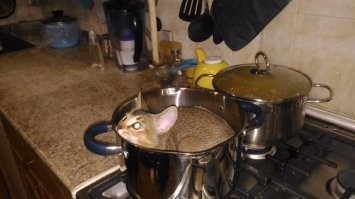 30 уморительных котов, которых поймали на преступлениях