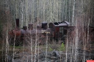 В нашей тайге можно много чего найти.