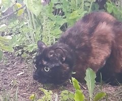 Котики-следопыты
