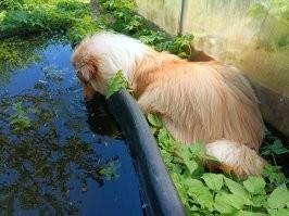 Моя гулять не хочет. Она хочет лежать на огороде у водички и пускать пузыри своим длинным рыжим носом. Сейчас это её любимое развлечение. 9 месяцев собане -- дитё дитём