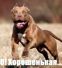 Парень, который за 15 тысяч долларов стал собакой, теперь мечтает перевоплотиться в кота