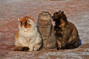 Когда знаешь, что трёхцветными бывают только кошки, а коты - максимум двухцветными, это фото начинает играть новыми смыслами)