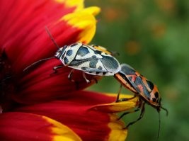 Это не клоп-солдатик, это крестоцветный клоп