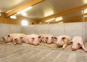 Обошла 5 тысяч конкуренток: выбрана самая   красивая женщина Бельгии