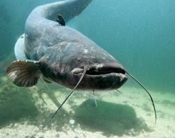 Зачем они платят сомами?