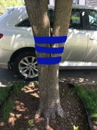 Дерево надо было по фен-шую склеивать.