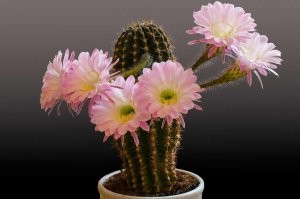 Красивый, редкий, необычный, дарить прямо с горшком