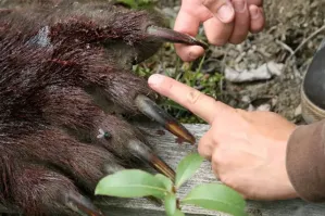 Скальп-это если сильно повезет....А так от башки оригами останется!