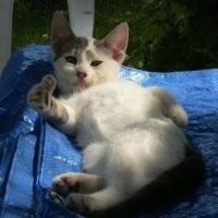 Котёнок-ребёнок: правила переноски