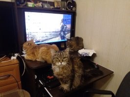 Моё самое любимое и слезливое фото!
После смерти моей бывшей жены забрал кошек.Рыжика я уже завел когда отдельно жил.
Тоже конкурировали за моё внимание! 
Старался ни кого не обделить и не обидеть!
Бабушки к сожалению уже на радуге!  одной 15 было другой 19.