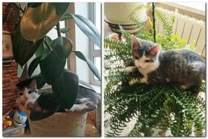 у меня - садовник.... сколько растений уже уколбасил....