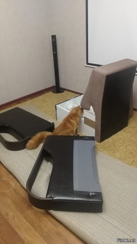 Мой всегда мебель помогает собирать)