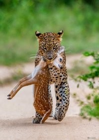 Котёнок-ребёнок: правила переноски